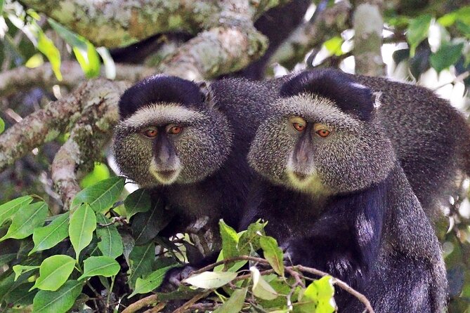 1 Day: Arusha National Park - The 8:00 a.m. start from Arusha