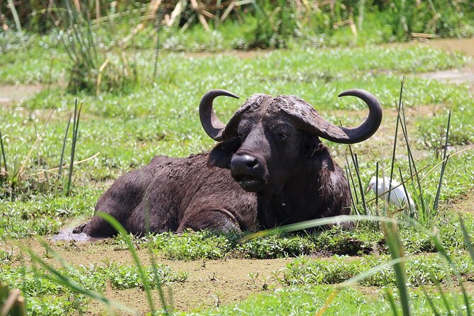 1 Day: Arusha National Park - Looking for giraffes across the park