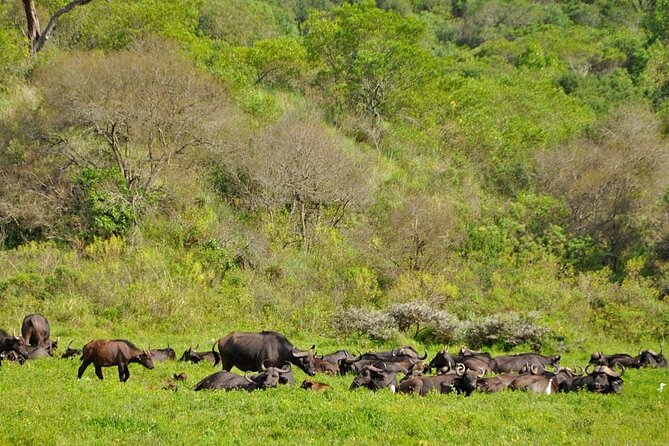 1 Day: Arusha National Park - Ngurdoto Crater and changing views
