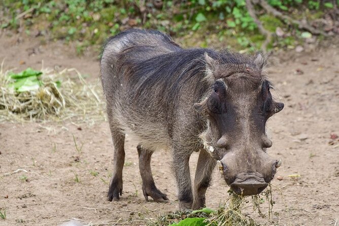 1 Day: Arusha National Park - A picnic lunch during the safari day