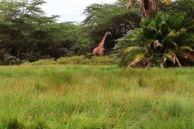 1 Day Arusha national park (Game drive and walking safari). - What $450 Per Person Buys You
