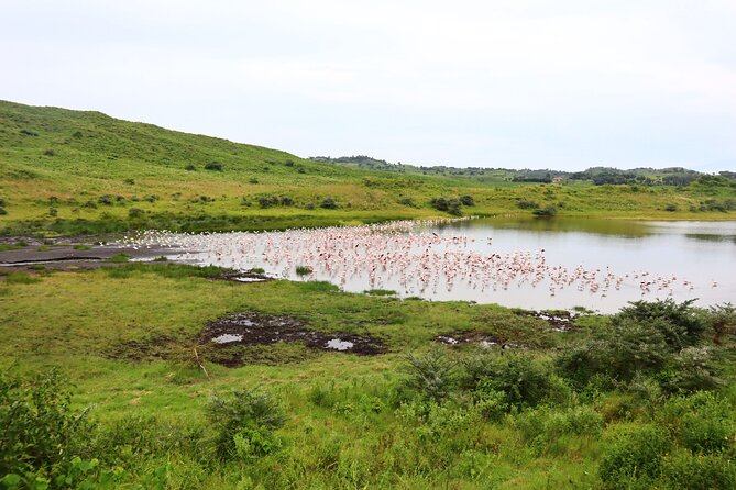 1 Day Arusha national park (Game drive and walking safari). - The Best Fit for Different Types of Visitors