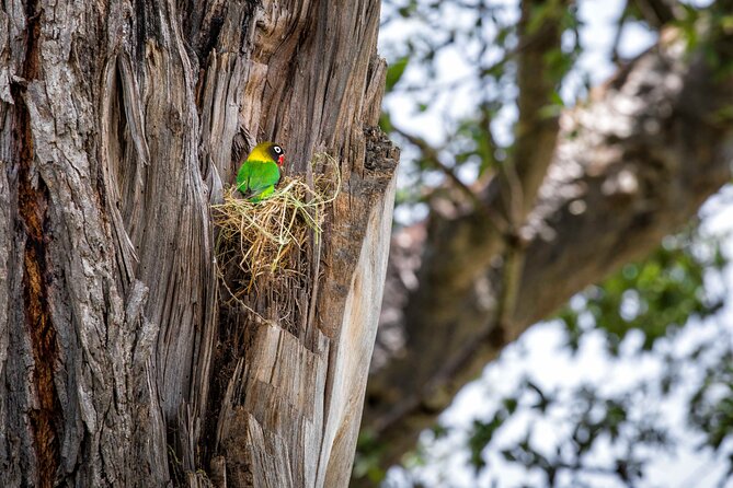 1 Day: Arusha National Park - Through the Meru Crater area