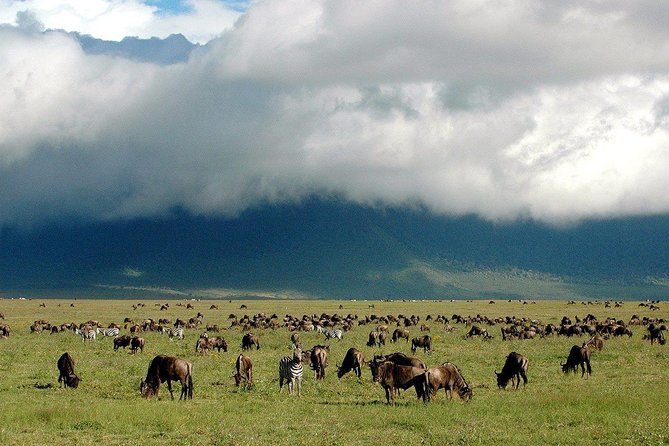 1 Day Joined Group Safari in Ngorongoro Crater National Park - What the six-person group means