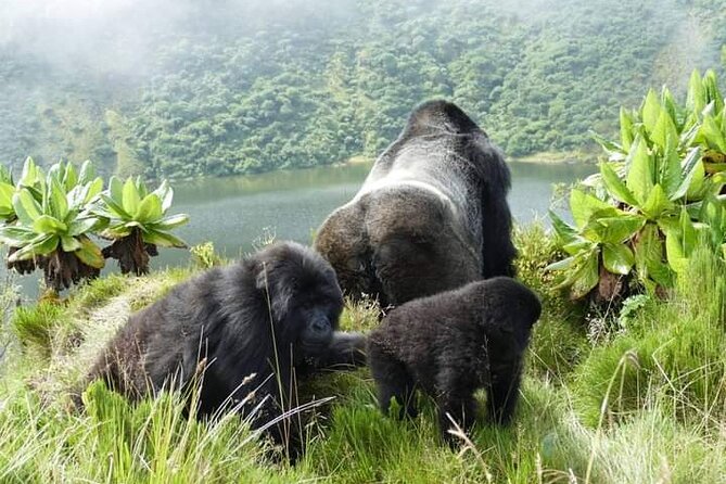 1 Day Rwanda Gorilla Trekking Tour In The Volcanoes National Park - Why this one-day gorilla tour makes sense