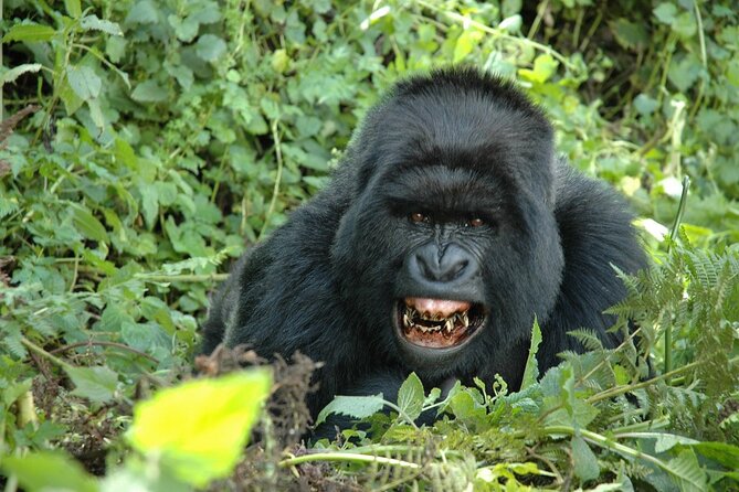 1 Day Rwanda Gorilla Trekking Tour In The Volcanoes National Park - Lunch and the return to Kigali