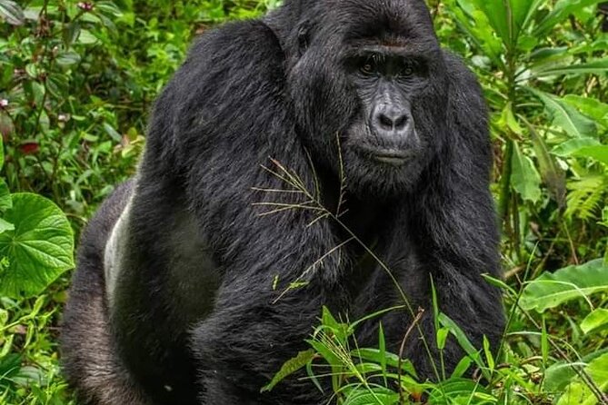 1 Day Rwanda Gorilla Trekking Tour In The Volcanoes National Park - The guide and the private format