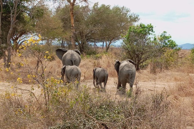 1 Day Safari to Mikumi National Park - The first Mikumi game drive