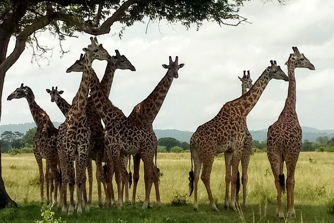 1 Day Safari to Mikumi National Park - Small details that can make the day better