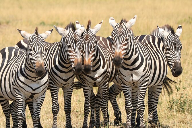 1-Day Safari-Trip to Tarangire National Park - Why Tarangire makes a strong one-day safari