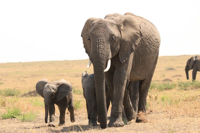 1-Day Safari-Trip to Tarangire National Park - Which season works best for Tarangire