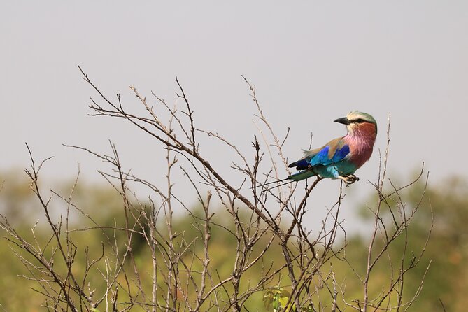 1-Day Safari-Trip to Tarangire National Park - The drive from Arusha and the odd timing detail