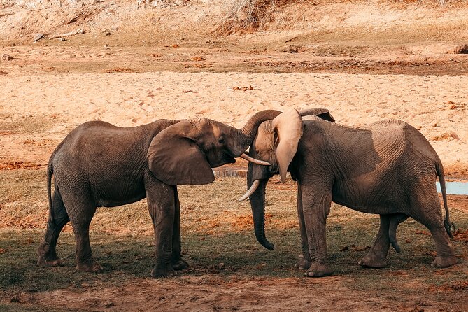 1-Day Selous (Nyerere National Park) Fly-In Safari from Zanzibar - Quick points to know before booking