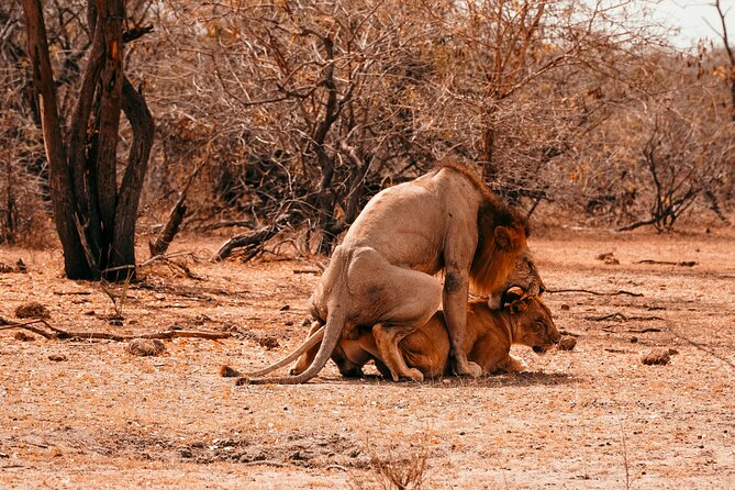 1-Day Selous (Nyerere National Park) Fly-In Safari from Zanzibar - Why a fly-in safari makes sense from Zanzibar