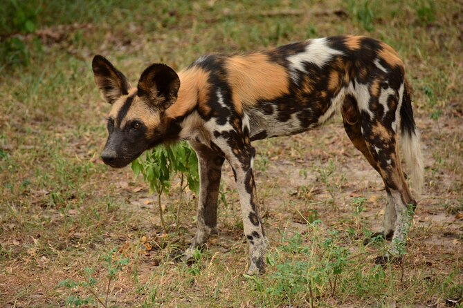 1-Day Selous (Nyerere National Park) Fly-In Safari from Zanzibar - What the game drive is really like