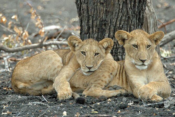 1-Day Selous (Nyerere National Park) Fly-In Safari from Zanzibar - Wildlife expectations: excellent possibilities, no promises