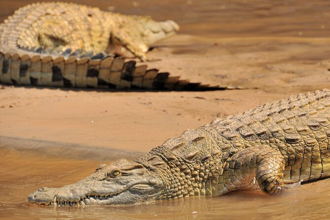 1-Day Selous (Nyerere National Park) Fly-In Safari from Zanzibar - The picnic: a welcome pause in a long day