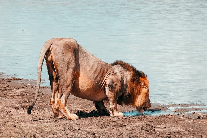 1-Day Selous (Nyerere National Park) Fly-In Safari from Zanzibar - How the timing affects the experience