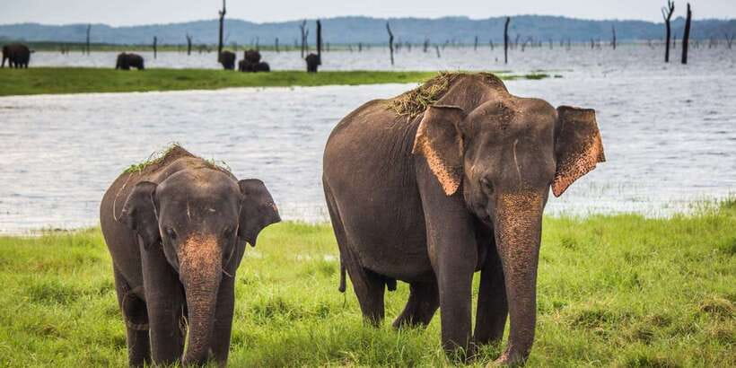 1-Day Tour of Both Yala and Udawalawe National Parks - Why visit two parks in one very long day