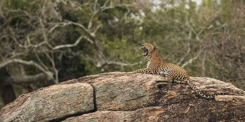 1-Day Tour of Both Yala and Udawalawe National Parks - Yala after sunrise: forests, lagoons, and animal searches