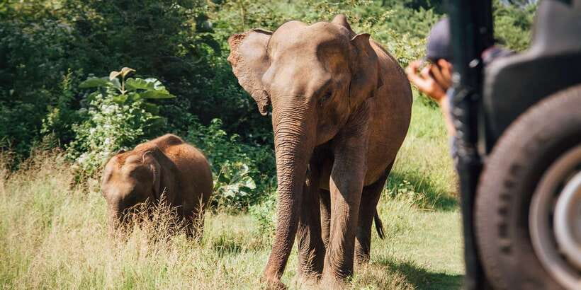 1-Day Tour of Both Yala and Udawalawe National Parks - Who should book this safari