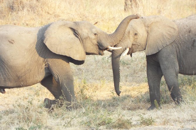 1 Night / 2 days at Mikumi National Park - Key points to know before booking