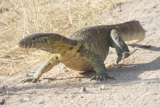 1 Night / 2 days at Mikumi National Park - The 5:30 a.m. departure from Dar es Salaam