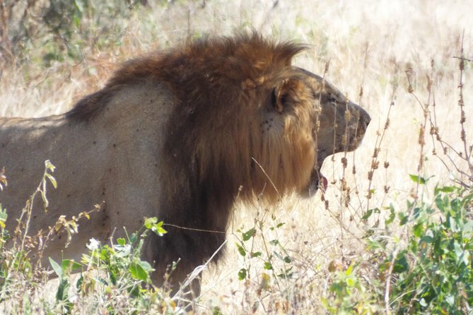 1 Night / 2 days at Mikumi National Park - Entering Mikumi for lunch and an evening drive