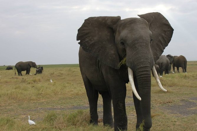 11Day WILDERNESS TRAIL:Okavango,Moremi&Chobe -WildCamping Safari +Victoria Falls - Days 2 to 4: the Okavango by speedboat, mokoro, and foot