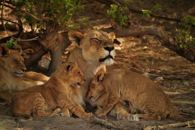 2-Day Camping Safari in Chobe National Park from Victoria Falls - What makes this Chobe safari worth considering