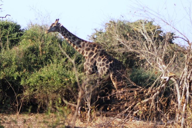 2-Day Camping Safari in Chobe National Park from Victoria Falls - Food, water, and the all-inclusive price