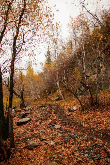 2 Day Horse trekking in Terelj national park - From Max Mall to the wide spaces of Terelj