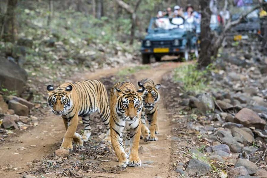 2 Day Jim Corbett National Park Tour From Delhi - Key points to know before booking