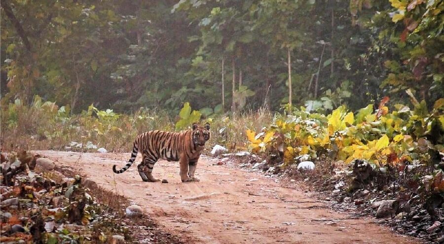 2 Day Jim Corbett National Park Tour From Delhi - The long road from Delhi to Corbett