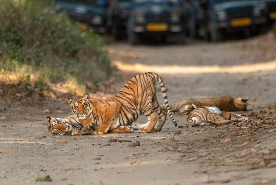 2 Day Jim Corbett National Park Tour From Delhi - The afternoon Jeep Safari in Bijrani or Jhirna