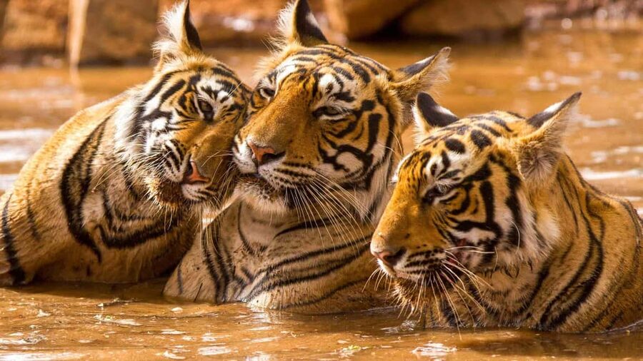 2 Day Jim Corbett National Park Tour From Delhi - Why the morning safari is worth the early alarm