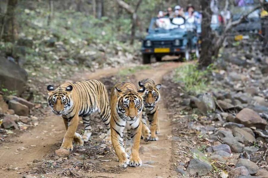 2 Day Jim Corbett National Park Tour From Delhi - A resort afternoon before the first safari