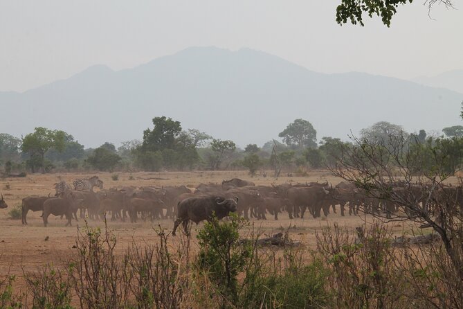 2-Day Private Mikumi National Park Tour with Pickup - Why Mikumi works well from Dar es Salaam