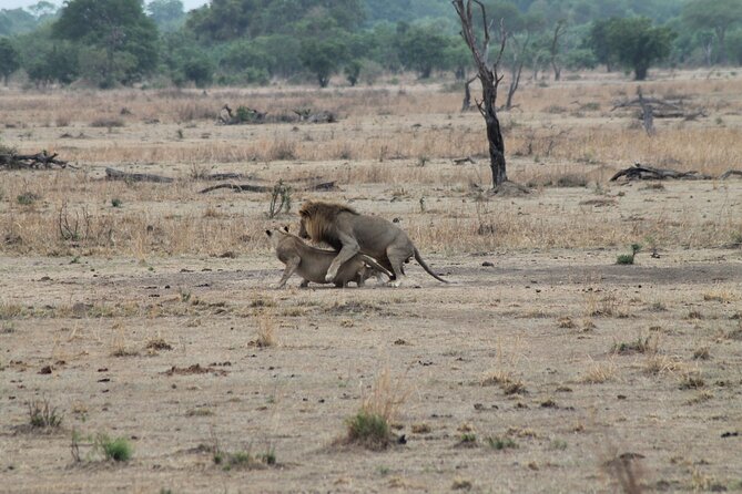 2-Day Private Mikumi National Park Tour with Pickup - Leaving Dar es Salaam at 6:00 am
