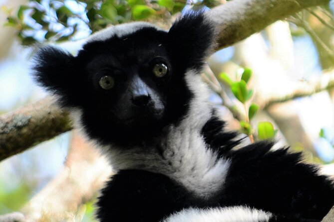 2-Day Private Tour of Andasibe National Park - Peyrieras Reserve: a fast introduction to Madagascar’s wildlife