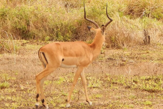 2 Day Safari To Mikumi National Park + transfers from Dar Es Salam - What $902.57 Per Person Really Buys