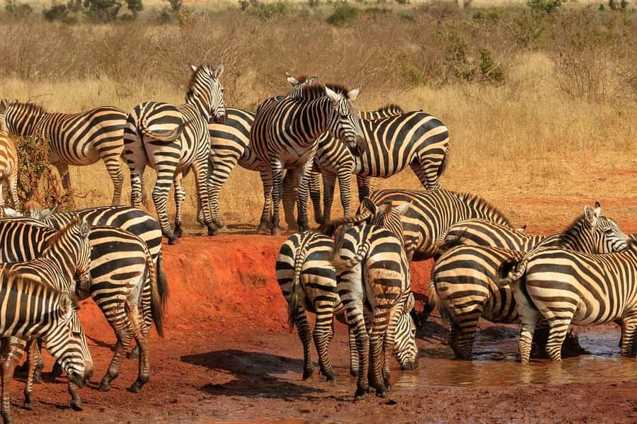 2-Day Tsavo East National Park Safari (with options) - Why Tsavo East works well as a two-day safari
