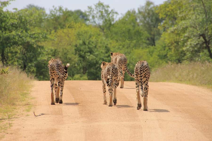2-Day Tsavo East National Park Safari (with options) - Lunch, lodge time, and the drive until sundown