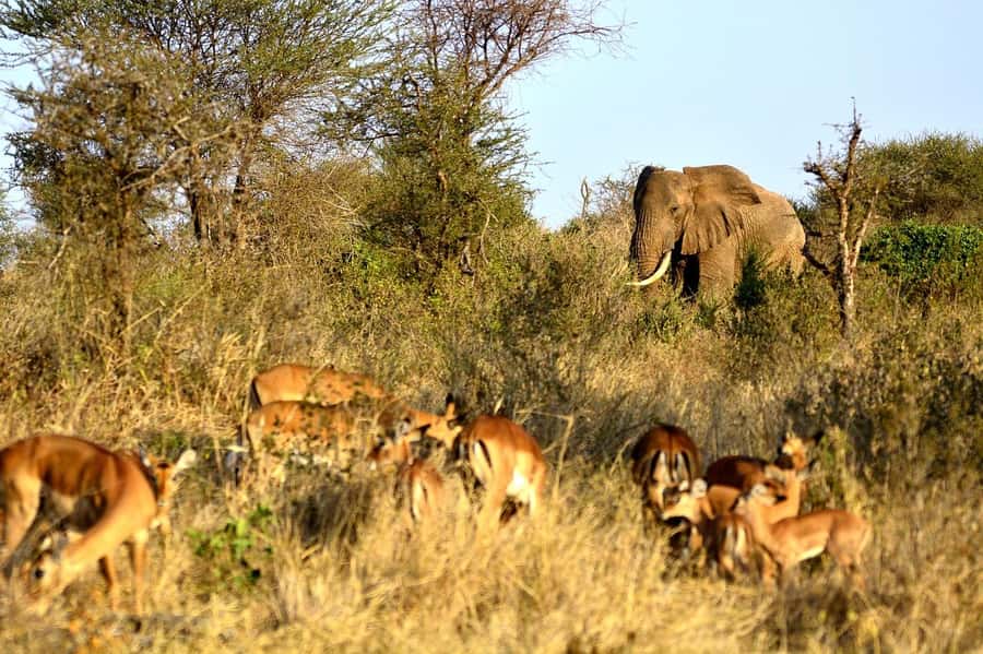 2-Day Tsavo East National Park Safari (with options) - The early morning drive on day two