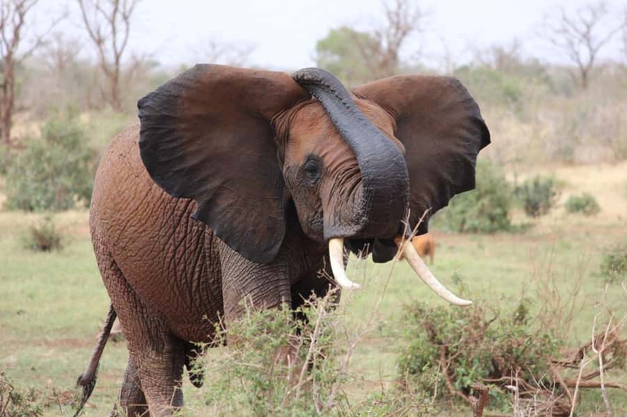 2-Day Tsavo East National Park Safari (with options) - What the $360 price really covers