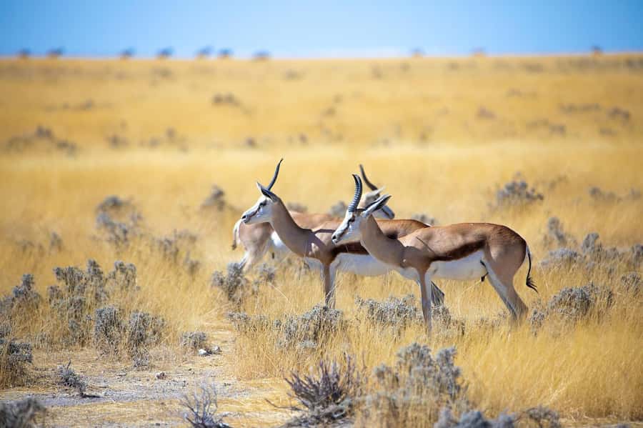 2-Day Tsavo East National Park Safari (with options) - Wildlife viewing, from lions to the Big Five