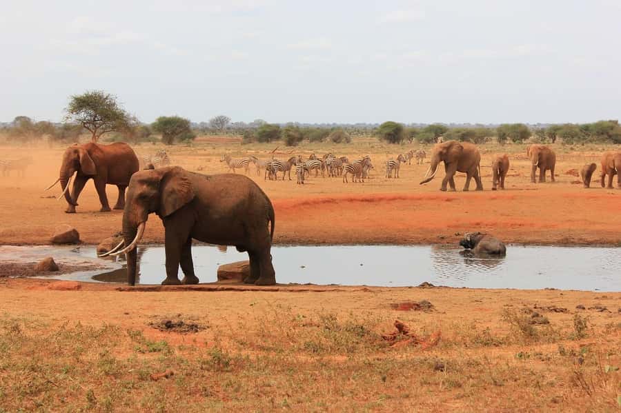 2-Day Tsavo East National Park Safari (with options) - Who should book this Tsavo East safari