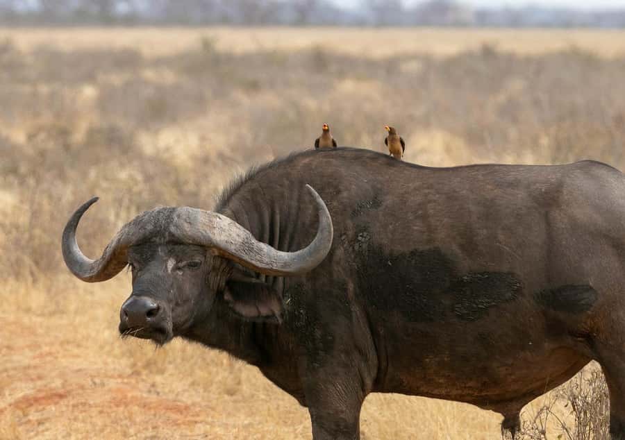 2-Day Tsavo East National Park Safari (with options) - Entering at Bachuma Gate and finding Aruba Dam