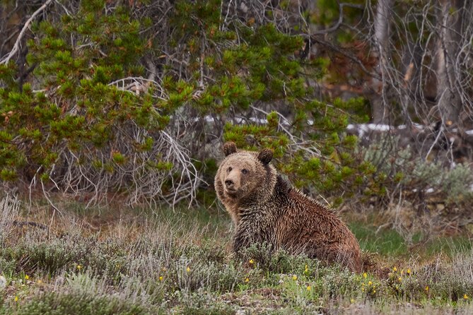 2-Day Yellowstone National Park Upper and Lower Loop Exploration - Why two days makes sense in Yellowstone