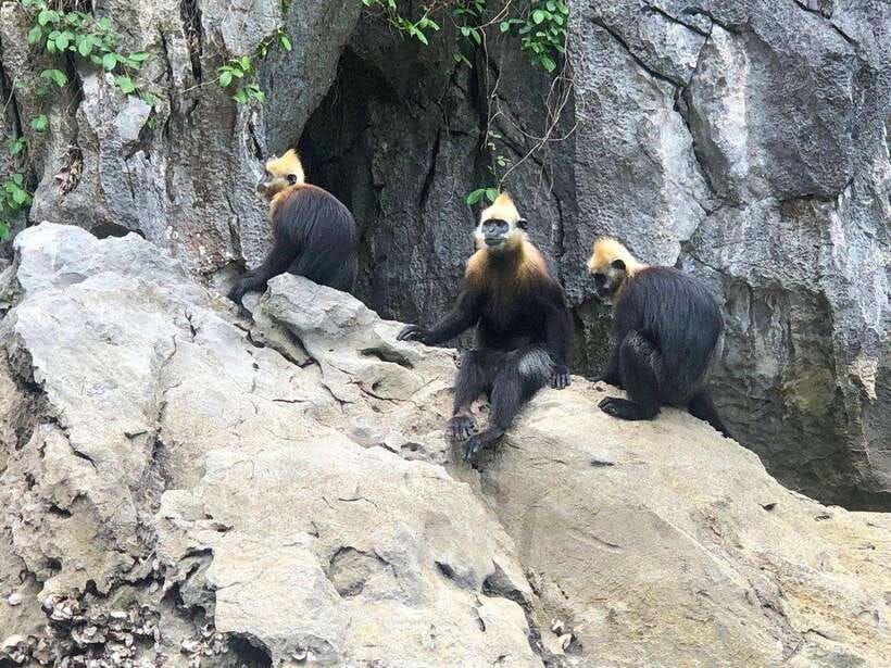 2 Days 1 Night Adventure: Cat Ba National Park, Lan Ha Bay - Ba Trai Dao Beach and the fish farm